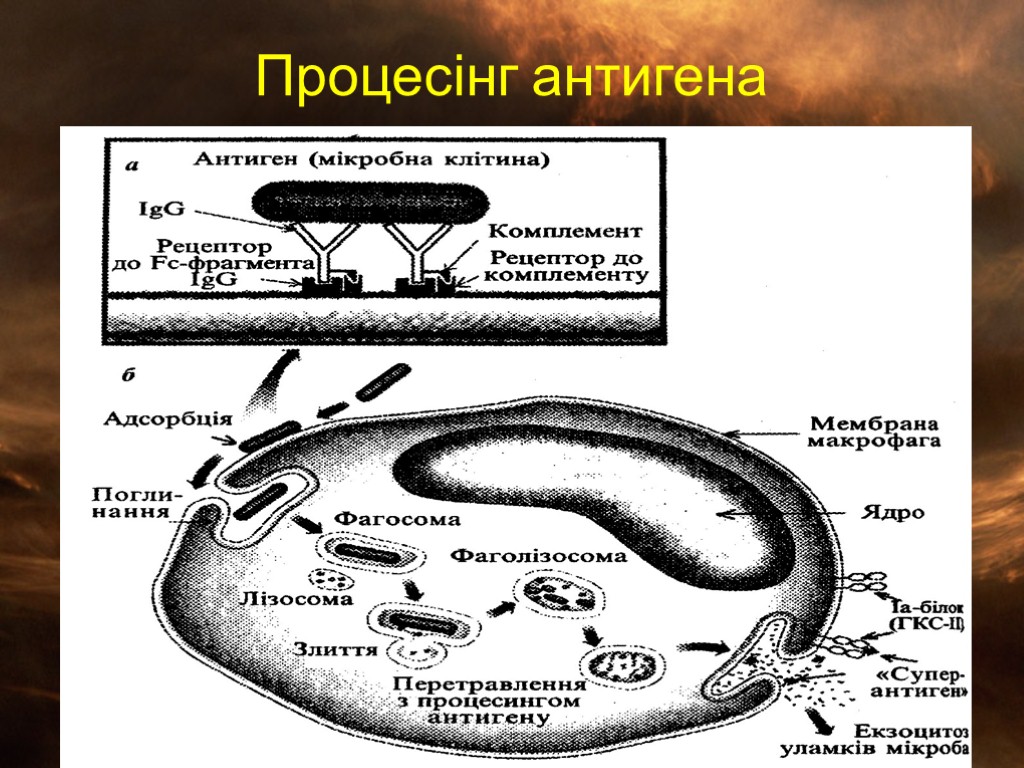 Процесінг антигена